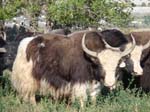 Golden Royal Yak Bull